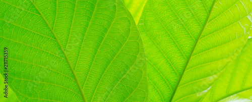 Green leaves natural background wallpaper, leaf texture, green leaves wall background