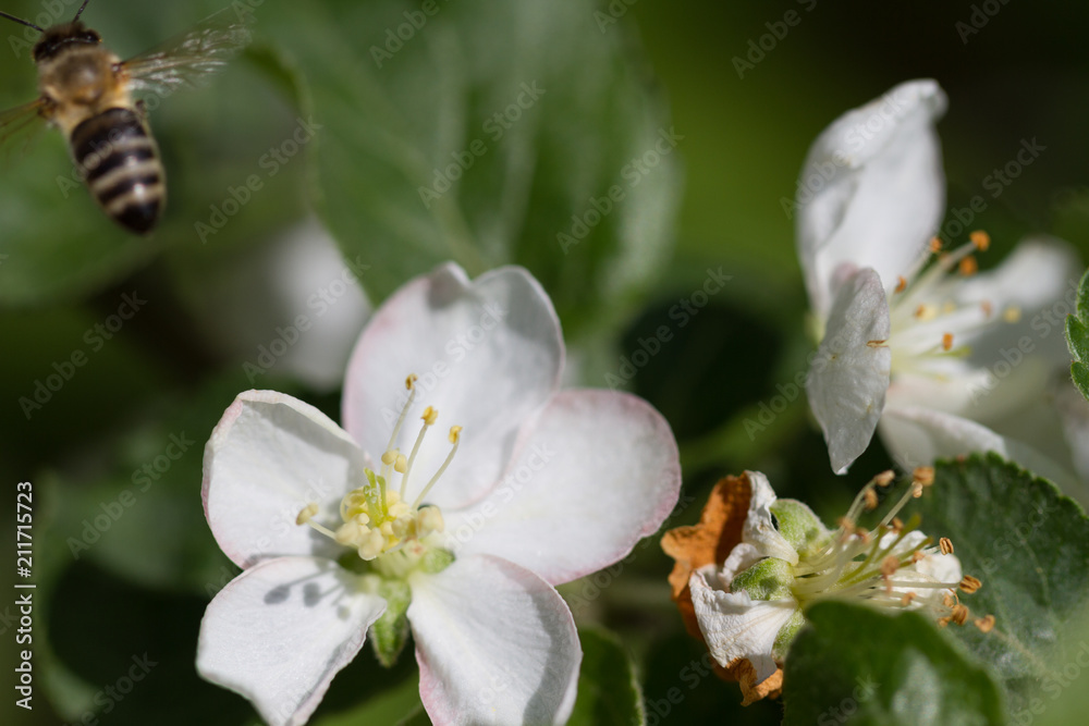 The bee sits on a flower of a bush blossoming apple-tree and pollinates him