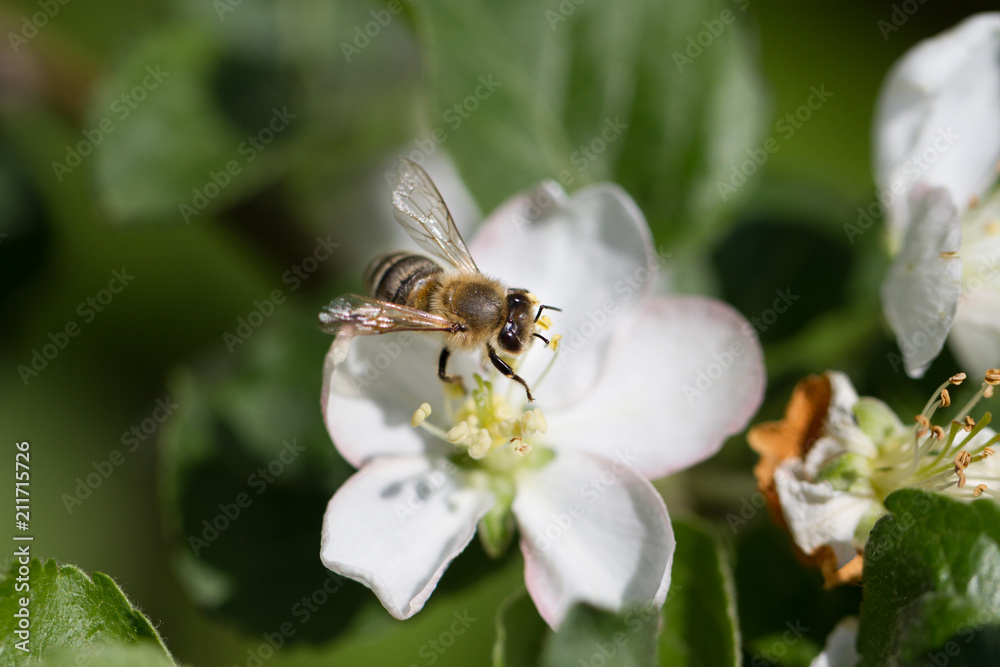 The bee sits on a flower of a bush blossoming apple-tree and pollinates him The bee sits on a flower of a bush blossoming apple-tree and pollinates him