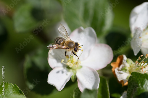 The bee sits on a flower of a bush blossoming apple-tree and pollinates him