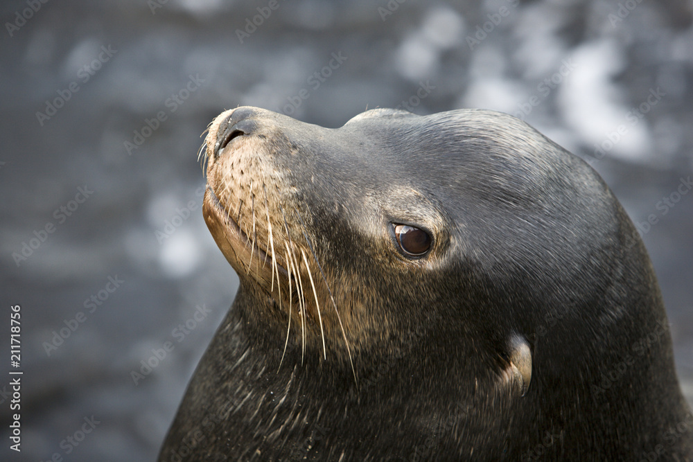 Naklejka premium seal