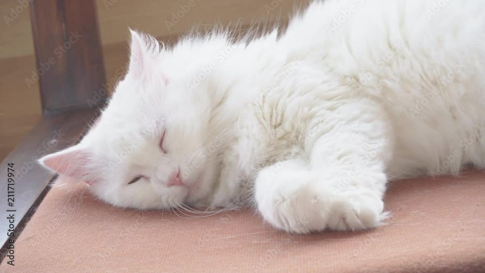 Angora white cat sleeping on a chair. Angora white cat sleeping on a chair.