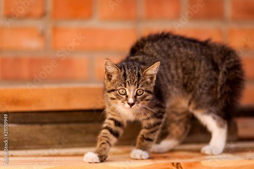 Close-up of a small brown striped kitten walking and much surprised, in the background a brown wall