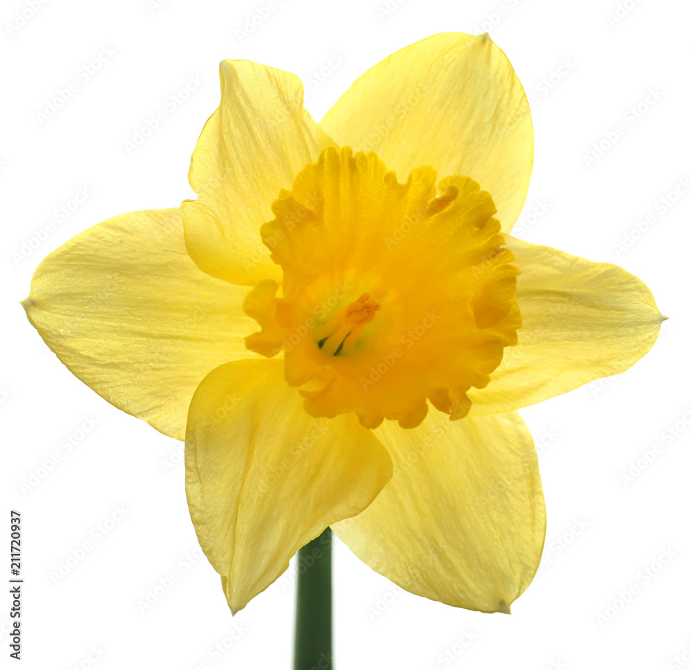 Fototapeta premium Flower daffodil