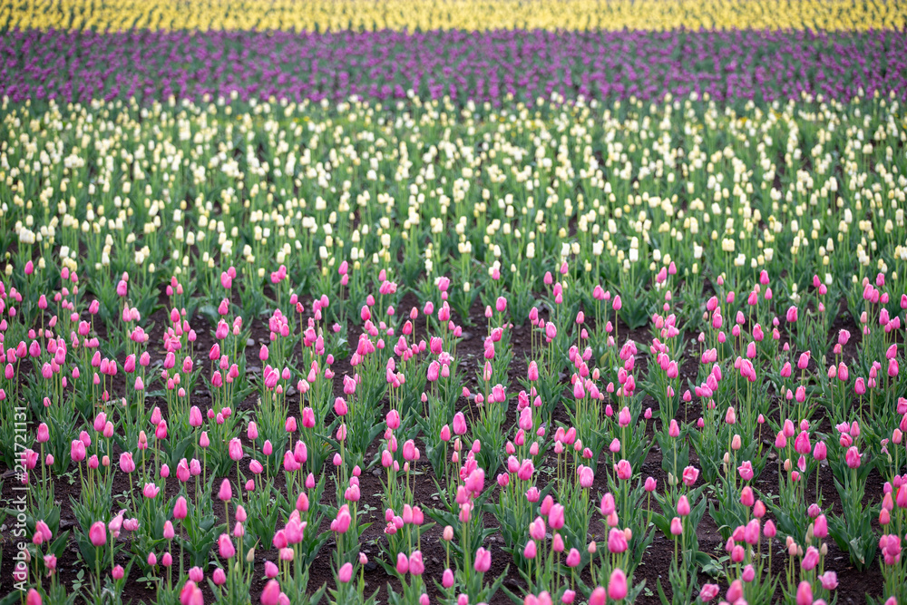 Group of colorful tulip in the flower field.
