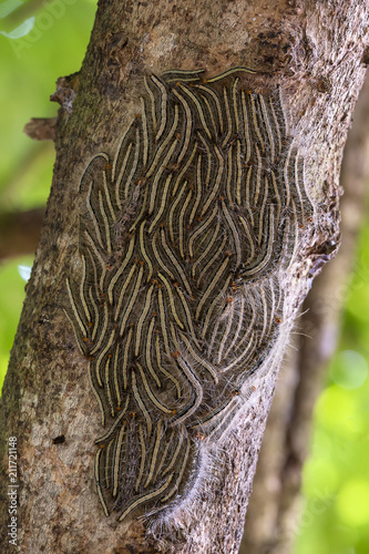 Oak processionary moth - Thaumetopoea processionea caterpillars on the tree in summer, close up photo