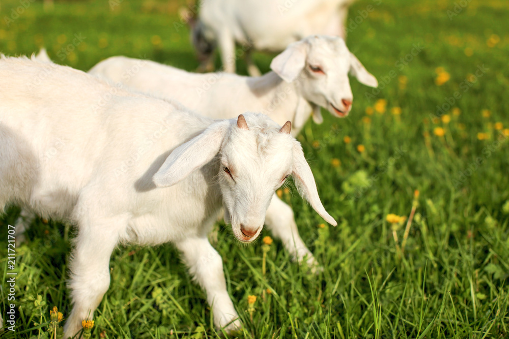 Young goat kids playing and grazing on spring green meadow with dandelions on a sunny afternoon. Young goat kids playing and grazing on spring green meadow with dandelions on a sunny afternoon.