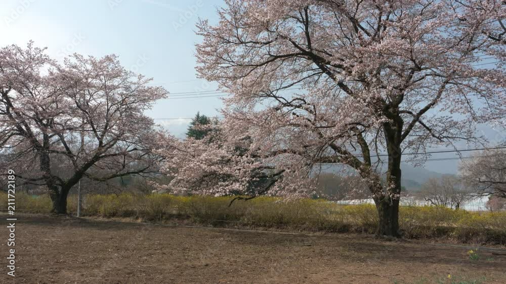 Bicyclist Passing by Cherry Trees in Bloom Bicyclist Passing by Cherry Trees in Bloom