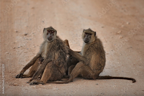 The family of monkeys settled on the road in the savannah