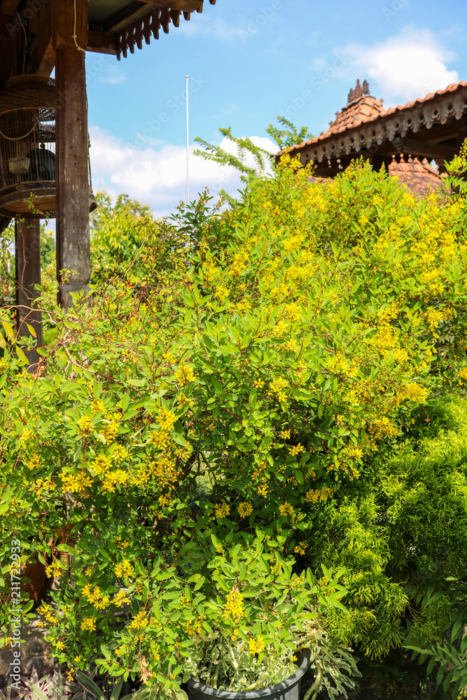 Goldenrod is beautiful flower | Asian Flower | Indonesian Flower Goldenrod is beautiful flower | Asian Flower | Indonesian Flower
