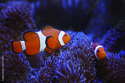 Fototapeta Naklejka Na Ścianę i Meble -  ocellaris clownfish and anemone