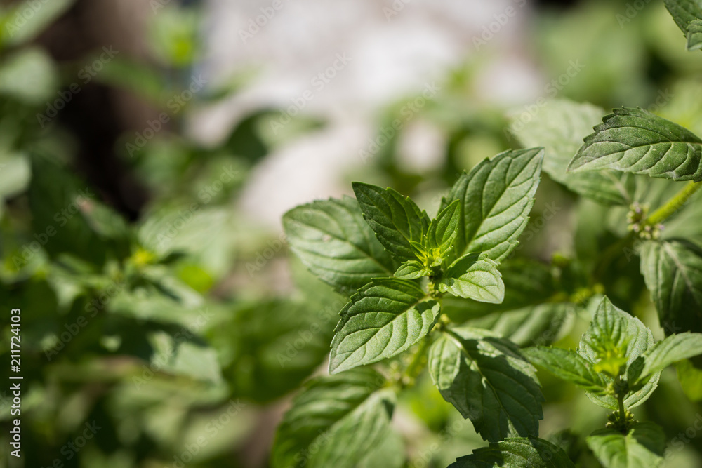 Juicy mint leaves close-up. Photographed on a sunny afternoon Juicy mint leaves close-up. Photographed on a sunny afternoon