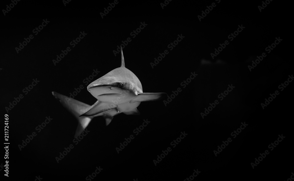 White shark in the dark Photos | Adobe Stock