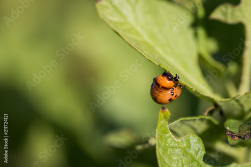 Colorado beetle on green leaf close-up © vfhnb12