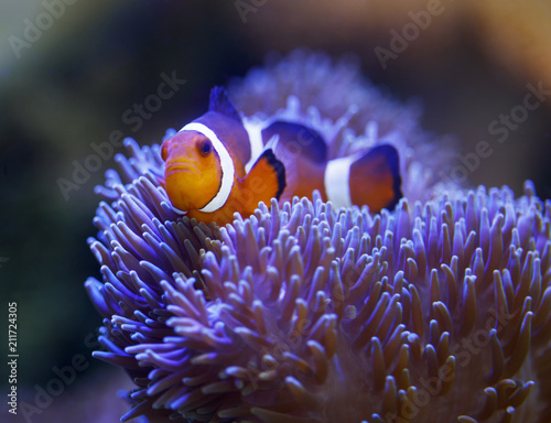 Fotografering ocellaris clownfish and anemone
