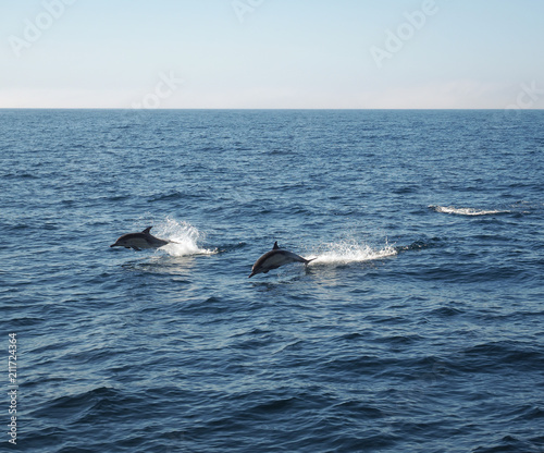 Two dolphins jumping out of the water as they swim in the ocean with blue skies above