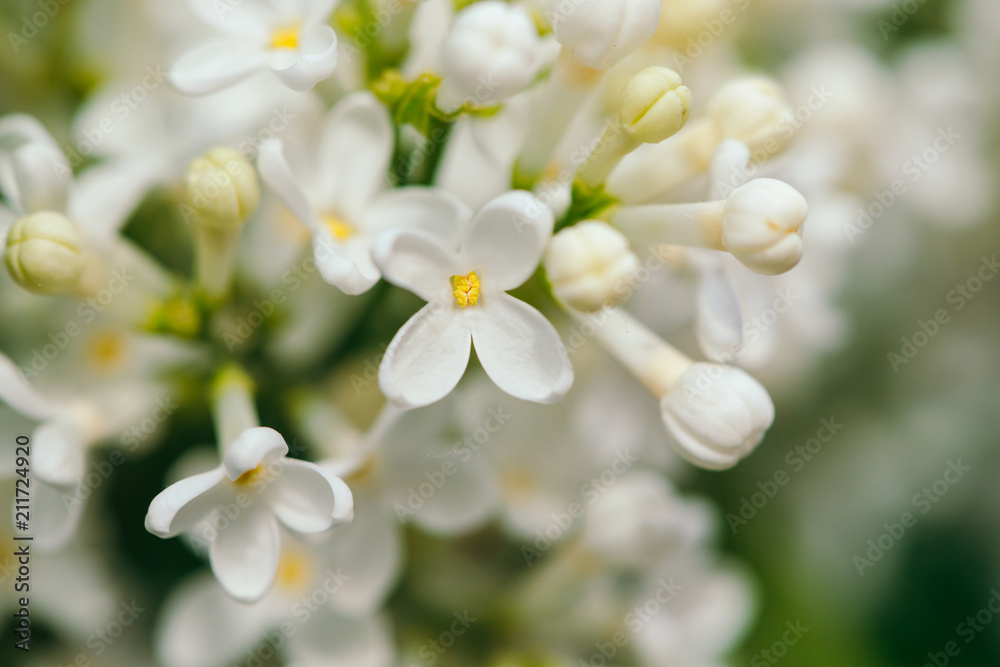 Flowers and buds of lilac blooming on branch on background of greenery close up. Beautiful white syringa with yellow middle in macro with copy space. Spring flowering artwork.