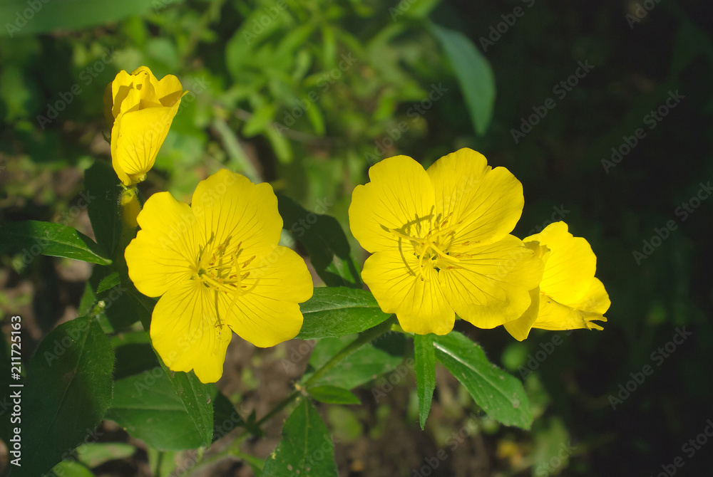 Evening, night candle (lat. Oenothéra) is a genus of plants of the Cypress family (Onagraceae) Evening, night candle (lat. Oenothéra) is a genus of plants of the Cypress family (Onagraceae)