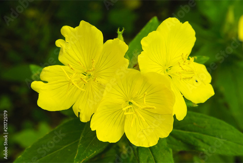 Evening, night candle (lat. Oenothéra) is a genus of plants of the Cypress family (Onagraceae)