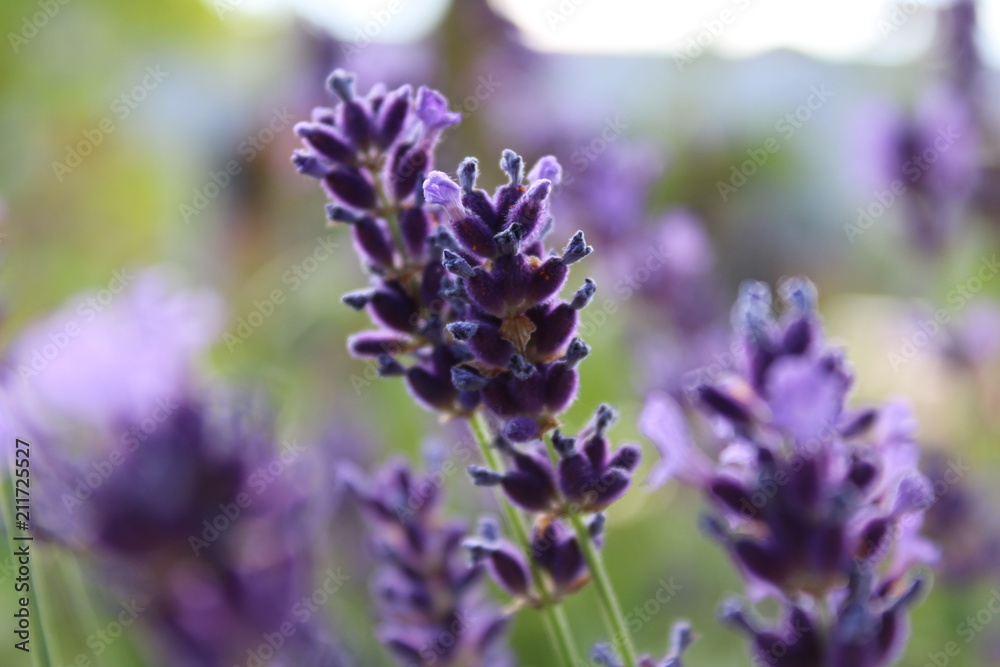 Obraz premium Lavande