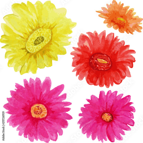Colorful gerberas on a white background. Flower buds.