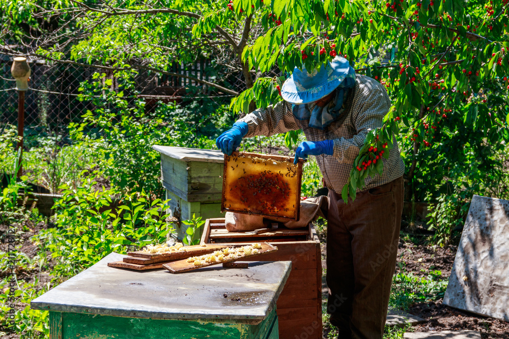 Beekeeper checking a beehive to ensure health of the bee colony or collecting honey Beekeeper checking a beehive to ensure health of the bee colony or collecting honey