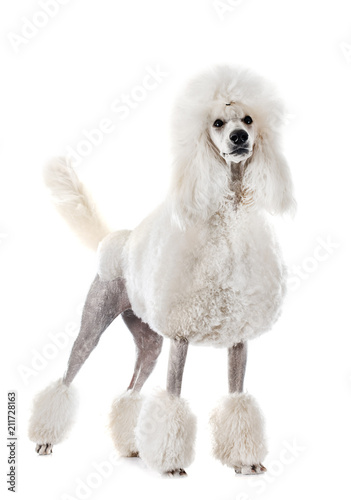 white Standard Poodle photo