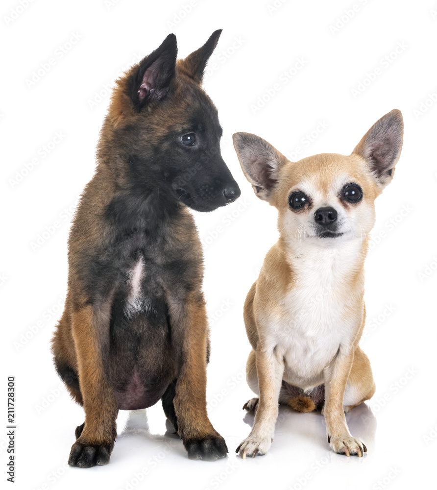 puppy belgian shepherd and chihuahua