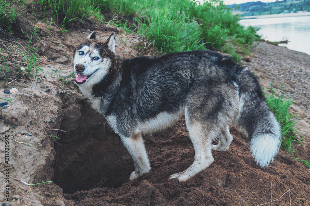Cute dog digs the ground. Smiling face husky dog in the sand. Crafty muzzle siberian husky Cute dog digs the ground. Smiling face husky dog in the sand. Crafty muzzle siberian husky