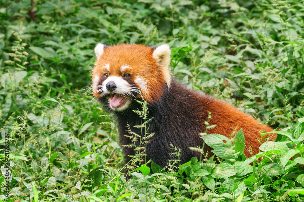 Naklejka premium Cute red panda in green grass in forest