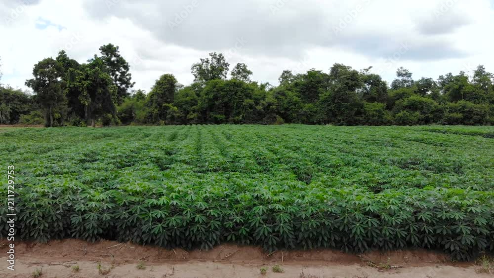 4K scenic landscape of cassava farm in Thailand 4K scenic landscape of cassava farm in Thailand