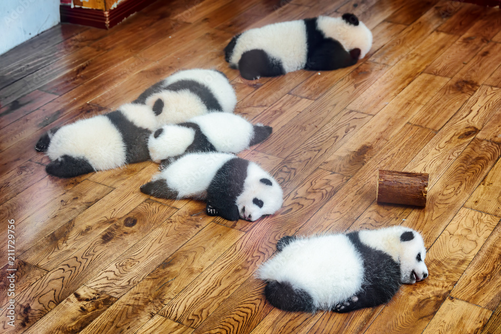 Six giant panda cubs sleeping on wooden floor