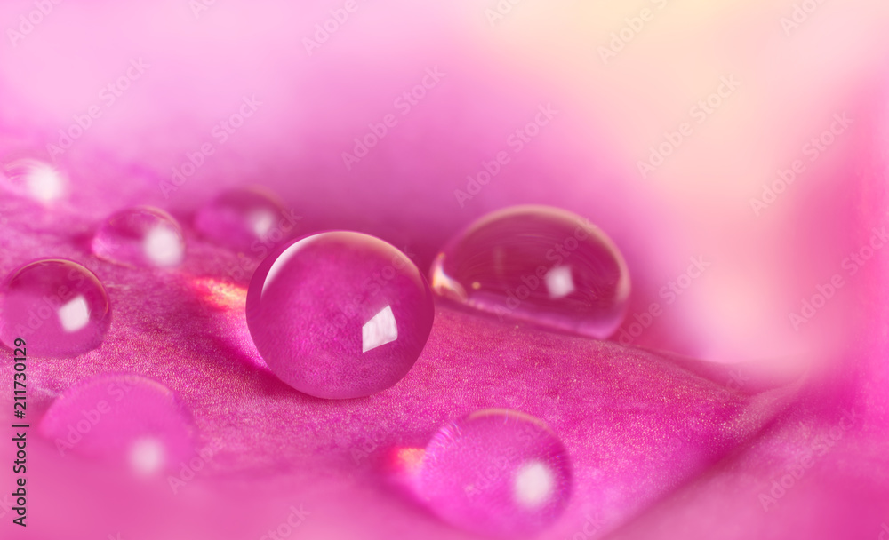 Water drop on pink flower petal closed up Water drop on pink flower petal closed up