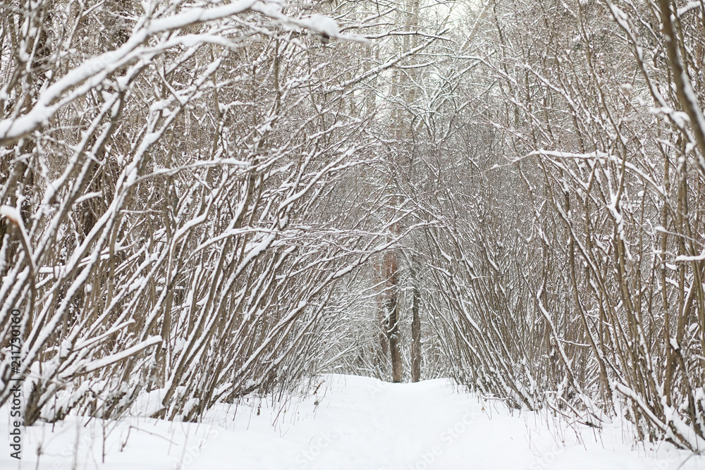 Winter landscape snow covered expanses. A park in the winter in Winter landscape snow covered expanses. A park in the winter in