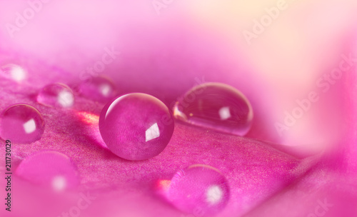 Water drop on pink flower petal closed up