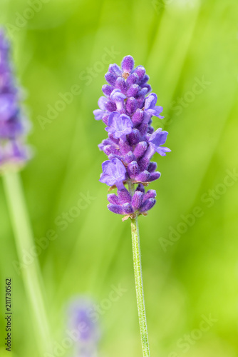 Fototapeta Naklejka Na Ścianę i Meble -  Lavender flower head close up. Bright green natural background. 