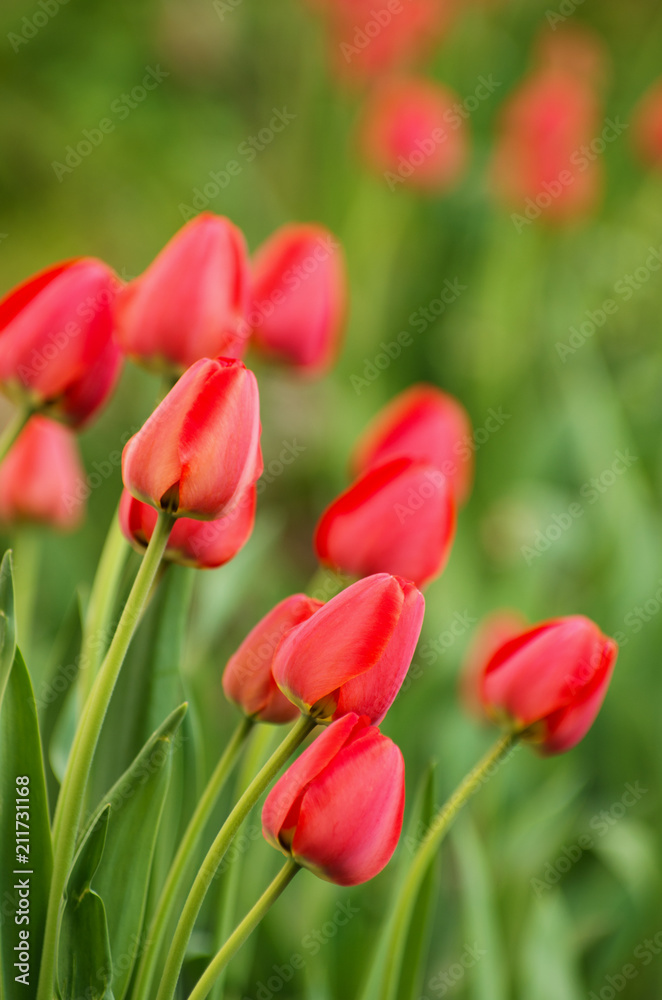 Beautiful red tulip background Beautiful red tulip background