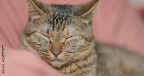 Cute domestic cat sleeping