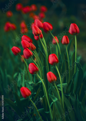 Fototapeta Naklejka Na Ścianę i Meble -  Beautiful red tulip background