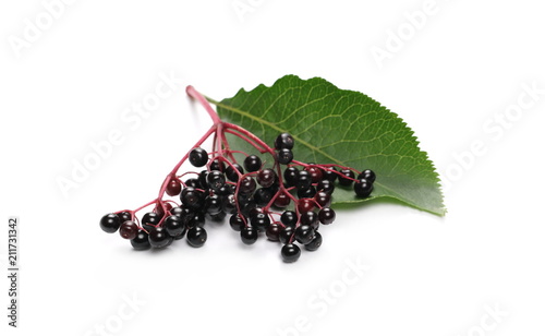 Elderberries with twig and leaf isolated on white background, (Sambucus nigra)
