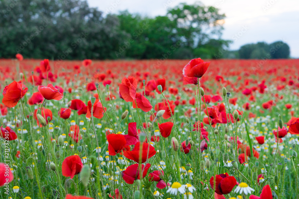 red poppy field