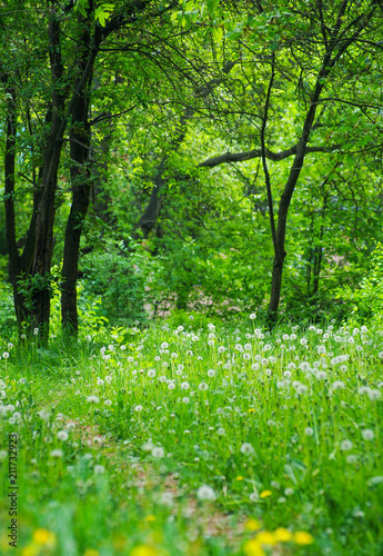 dandelions in the park