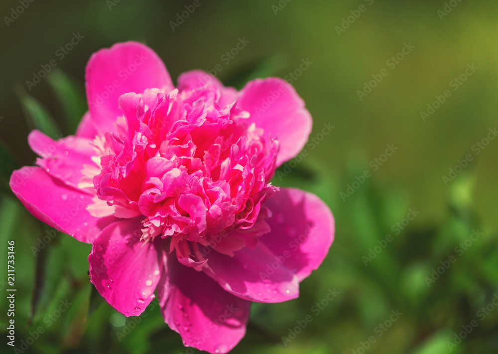 Flowers Flowers