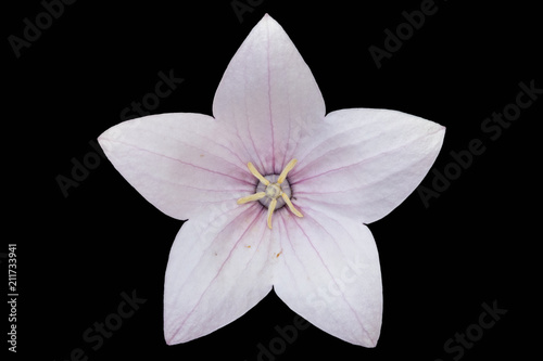 Platycodon grandiflorus pale pink flower isolated on black