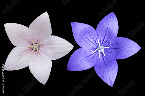Platycodon grandiflorus pale pink and violet flowers isolated on black