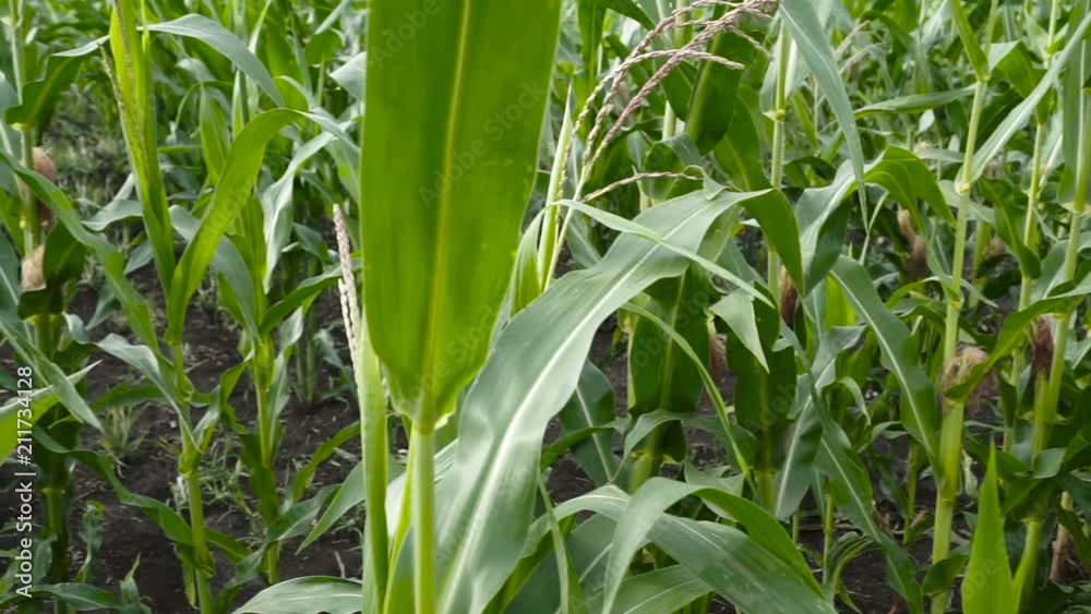 Close up of corn in the field on a sunny day. Close up of corn in the field on a sunny day.