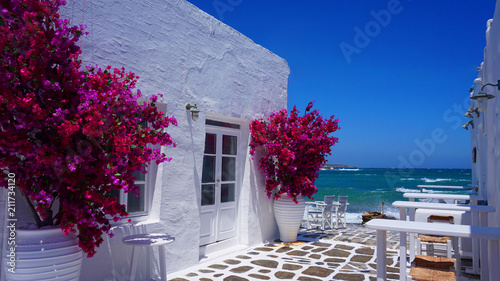 Photo of beautiful bougainvillea flower with awsome colors in picturesque Greek island with deep blue waves, Naousa, Paros island, Cyclades, Greece