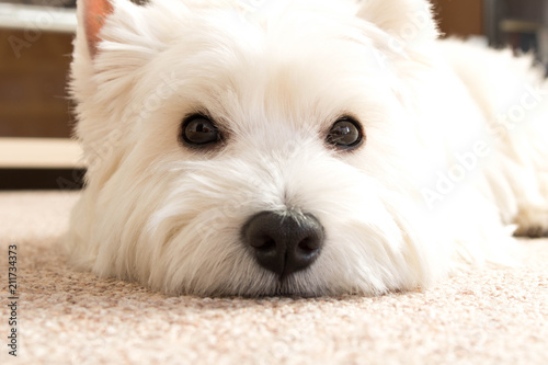 West highland white Terrier lies at home on the carpet. Best friend photo