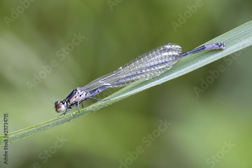 Variable damselfly or bluet, Coenagrion pulchellum photo