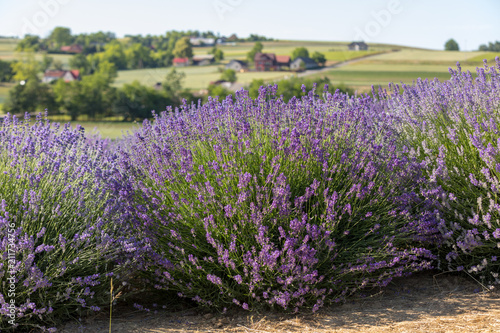 Fototapeta Naklejka Na Ścianę i Meble -  Garden with the flourishing lavender

